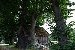 6 Winterlinden (Tilia cordata)