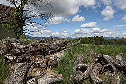 Mostbirnbaum (Pyrus sp.)
