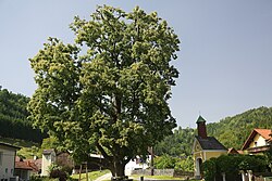Winterlinde (Tilia cordata)
