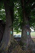 2 Winterlinden (Tilia cordata)