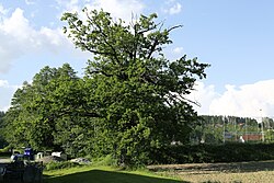 Stieleiche (Quercus robur)