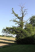Stieleiche (Quercus robur)