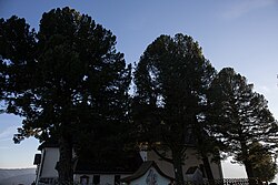 4 Zirben (Pinus cembra)