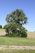 Winterlinde (Tilia cordata)