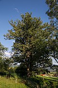 Stieleiche (Quercus robur)