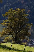 Eiche (Quercus sp.)