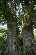 Zwillingseiche (Quercus robur)