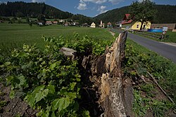 Winterlinde (Tilia cordata)