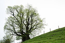 Sommerlinde (Tilia platyphyllos)