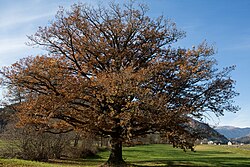 Stieleiche (Quercus robur)