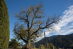 Walnußbaum (Juglans regia)