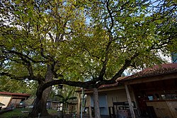 Nußbaum (Juglans regia)