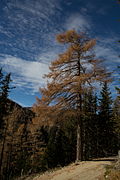 Lärche (Larix decidua)