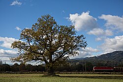 Stieleiche (Quercus robur)
