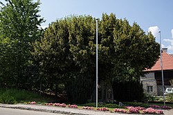 Winterlinde (Tilia cordata)