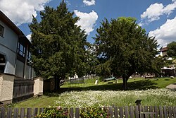 2 Eiben (Taxus baccata)