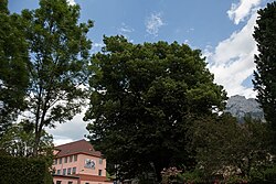 Winterlinde (Tilia cordata)