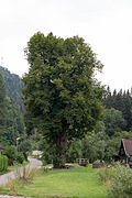 Sommerlinde (Tilia platyphyllos)
