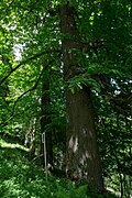 Sommerlinde (Tilia platyphyllos)