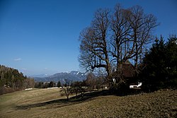 Winterlinde (Tilia cordata)