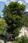 Winterlinde (Tilia cordata)