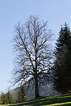 Winterlinde (Tilia cordata)