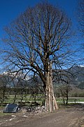 Winterlinde (Tilia cordata)
