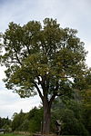 Winterlinde (Tilia cordata)