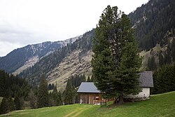 Zirbe (Pinus cembra)