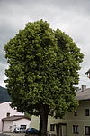 Sommerlinde (Tilia platyphyllos)