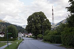 Sommerlinde (Tilia platyphyllos)