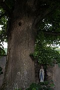 Sommerlinde (Tilia platyphyllos)