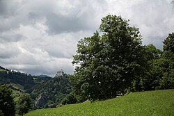 Bergahorn (Acer pseudoplatanus)