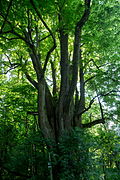 Sommerlinde I (Tilia platyphyllos)