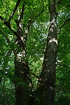 Sommerlinde II (Tilia platyphyllos)