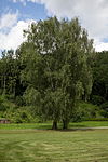 2 Hängebirken (Betula pendula)