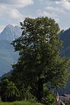 Winterlinde (Tilia cordata)