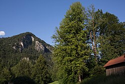 Baumhaselgruppe im Daum-Park