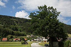 Stieleiche (Quercus robur)