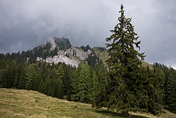4 Kammfichten (Picea abies), Bärenfeuchten
