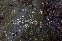 Gesteinsschichten mit fossilen Tiervorkommen