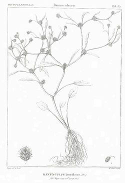 Ranunculus lateriflorus
