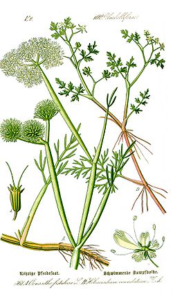 Oenanthe fistulosa