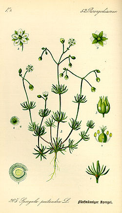 Spergula pentandra