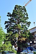 Wellingtontanne (Mammutbaum) beim „Hotel Sonne“