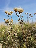 Der gefährdete Christusaugen-Alant (Inula oculus-christi), hier abgeblüht, tritt in Ostösterreich zerstreut bis selten auf.