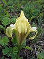 Die Zwerg-Schwertlilie, die am Bisamberg vor allem am Westabhang wächst, bietet Bestäubern keinen Nektar: enttäuscht fliegen diese zu einer andersfärbigen Pflanze …