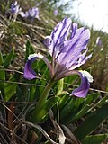 Zwerg-Schwertlilie (Iris pumila)