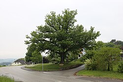 Jubiläums-Eiche in Kleinzell