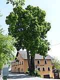 Ortslinde